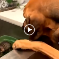 Cane fa il bagnetto al gatto