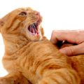 Il mio gatto improvvisamente non mi vuole più bene