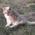 Micia va per i 32 anni: la gatta da record che ama stare libera