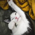 7 cose che rendono (davvero) felice il tuo gatto