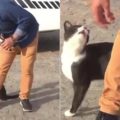 Il gatto fa le fusa durante la diretta tv, dopo le risate il giornalista gli cambia la vita