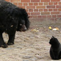 L’incredibile incontro allo zoo fra un gatto e un orso