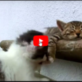 Questo è il video sui gatti più bello di tutti!