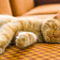 5 posizioni comuni in cui il gatto dorme e il loro significato.