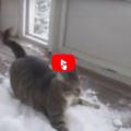 Al loro gatto piace cosi tanto la neve che la sua famiglia gliela porta in casa per non farlo stare fuori al freddo