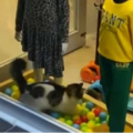 Gatto randagio entra in un negozio e gioca con le palline colorate