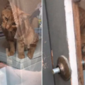 Una donna rimane chiusa fuori di casa e il suo gatto è così intelligente da venirle in soccorso