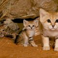 12 razze di gatti selvatici bellissimi