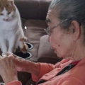 Un gatto aspetta pazientemente la nonna che ripara il suo giocattolo preferito