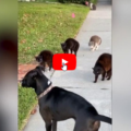 Il cane va a passeggio, ma non ha fatto i conti con la banda dei gatti