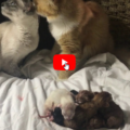 Mamma e papà felici per la nascita dei loro cuccioli