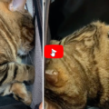 Il gatto si finge morto per evitare la visita dal veterinario