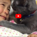 Gatto conforta una bimba che piange: la scena è indimenticabile