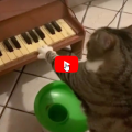 Quando ha fame questo gatto suona un piccolo pianoforte