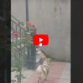 Un gatto entra nel giardino dove abita un cane quello che accade è unico