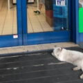 Lilla come Hachiko: la gatta di San Marino che aspetta davanti al supermarket la mamma umana che non c'è più