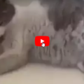 Una gatta incinta si presenta davanti ad un ospedale inizia a miagolare finché  non si decidono a farla entare