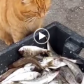 Un gatto prende un pesce per darlo alla sua morosa