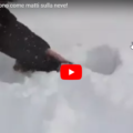 Evviva, la prima neve per questi gatti