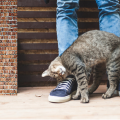 Quando il gatto si struscia contro le nostre gambe non allontanatelo