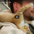 Ginger Kitten ama il suo papà adottivo 💕