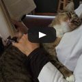 Un gatto è l'amore del mondo che fa le fusa solo per te.