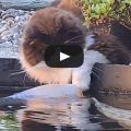 Il gatto più gentile del mondo (Video)