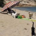 La spiaggia dei gatti. In Sardegna, un paradiso di sabbia, mare e gatti.