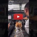 Il pilota porta il suo gattino in uniforme sull’aereo e l’equipaggio chiede delle foto (Video)