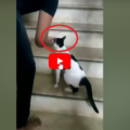 Gattina prende per mano la sua mamma umana per mostrarle una cosa importante