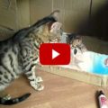 Mamma bengal che parla con suo gattino