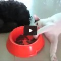Gatto ruba cibo nella ciotola del cane