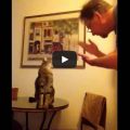 Chico è un gatto sordo. Lui e il suo papà umano conversano attraverso il linguaggio dei segni.