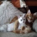 Genova: gatto “innamorato” attraversa la città per trovare la sua micia dal veterinario